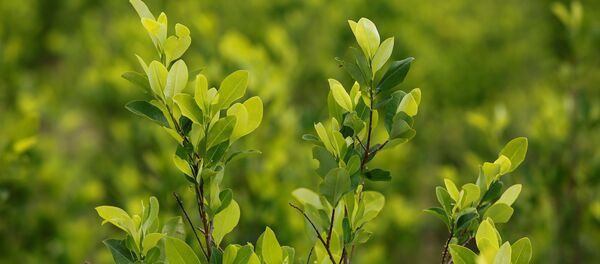 La culture de coca en Colombie La culture de coca en Colombie - Sputnik Afrique