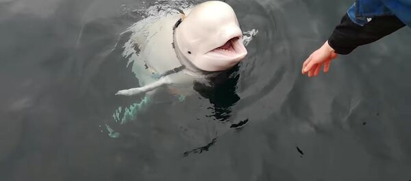 A Beluga whale wearing a Go Pro harness is seen in Norwegian waters, April 26, 2019 in this still image taken from a video obtained from social media on April 30, 2019. A Beluga whale wearing a Go Pro harness is seen in Norwegian waters, April 26, 2019 in this still image taken from a video obtained from social media on April 30, 2019. - Sputnik Afrique