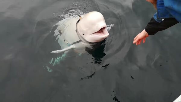 A Beluga whale wearing a Go Pro harness is seen in Norwegian waters, April 26, 2019 in this still image taken from a video obtained from social media on April 30, 2019. - Sputnik Afrique