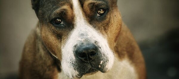 pitbull - Sputnik Afrique