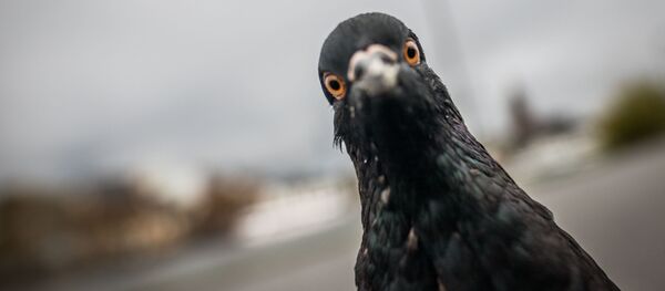 Pigeon - Sputnik Afrique