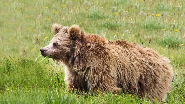Un ours brun de l'Himalaya - Sputnik Afrique