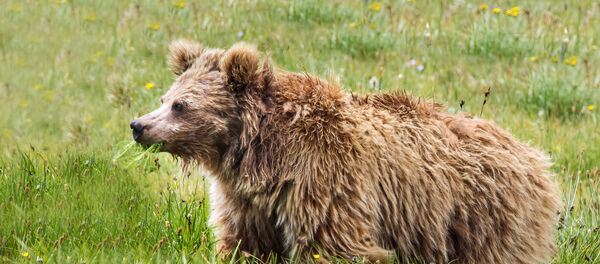 Un ours brun de l'Himalaya - Sputnik Afrique
