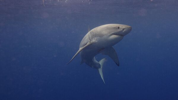 Un grand requin blanc - Sputnik Afrique
