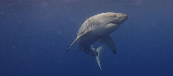 Un grand requin blanc - Sputnik Afrique
