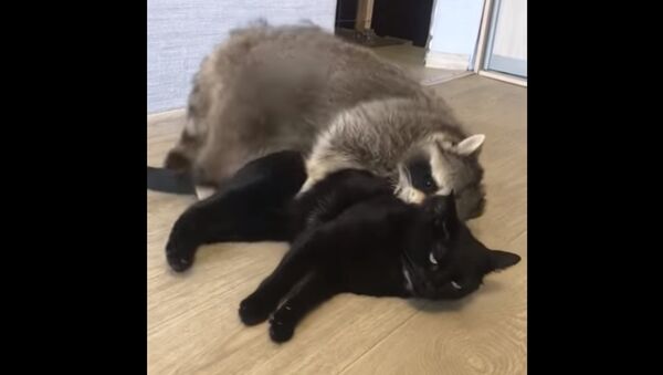 Raccoon and Cat Make Cute Pair - Sputnik Afrique