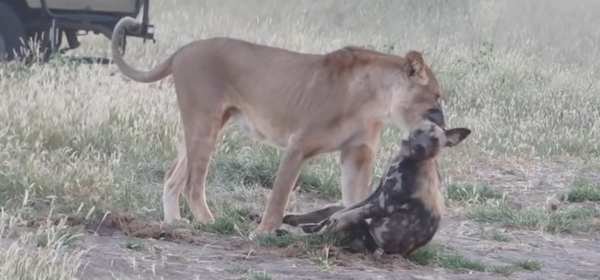 lion - Sputnik Afrique