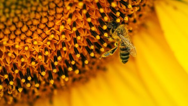 Des millions d'abeilles meurent au Mexique en quelques années - Sputnik Afrique