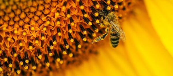 Des millions d'abeilles meurent au Mexique en quelques années Des millions d'abeilles meurent au Mexique en quelques années - Sputnik Afrique