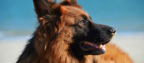 Berger (image d'illustration) - Sputnik Afrique