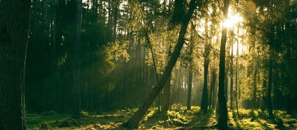 Forêt - Sputnik Afrique