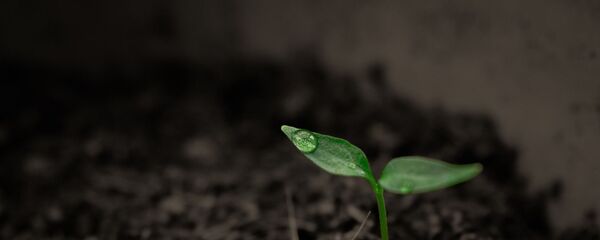 Une plante - Sputnik Afrique