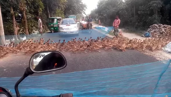 Waiting at the Crosswalk for a Flock || ViralHog - Sputnik Afrique