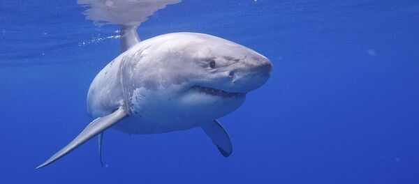 Un grand requin blanc - Sputnik Afrique