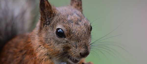 Un écureuil - Sputnik Afrique