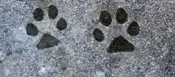 Les empreintes de chien (image d'illustration) - Sputnik Afrique