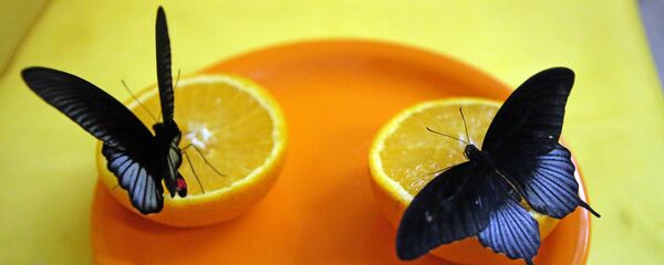 Oranges et papillons - Sputnik Afrique