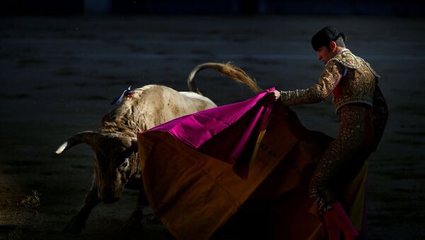 Тореро с быком во время корриды на арене Лас-Вентас в Мадриде, Испания - Sputnik Afrique