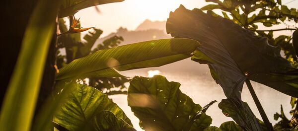 Plantes - Sputnik Afrique