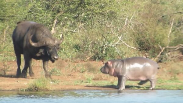 Ce bébé hippopotame courageux «attaque» un crocodile et un buffle - Sputnik Afrique