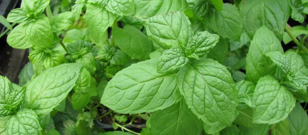 Menthe verte - Sputnik Afrique