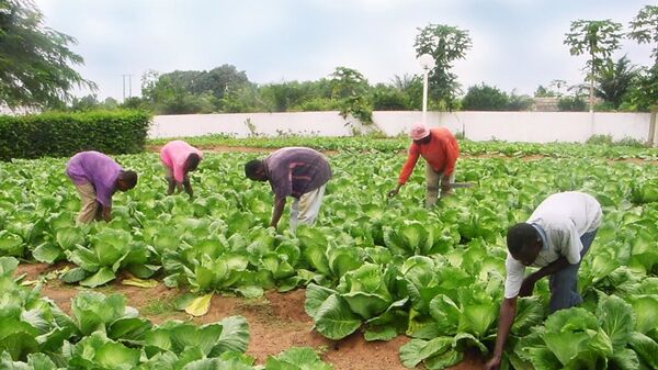 Employés de Biotop dans un champ de choux appartenant à Fernandino Eloko à Ebibeyin. L’agriculteur produit aussi des légumes.  - Sputnik Afrique
