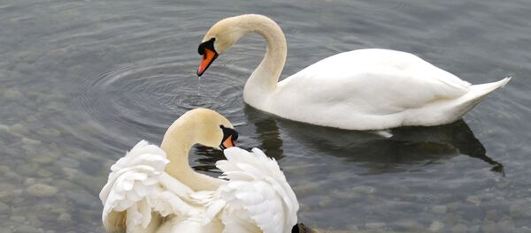 Deux cygnes - Sputnik Afrique