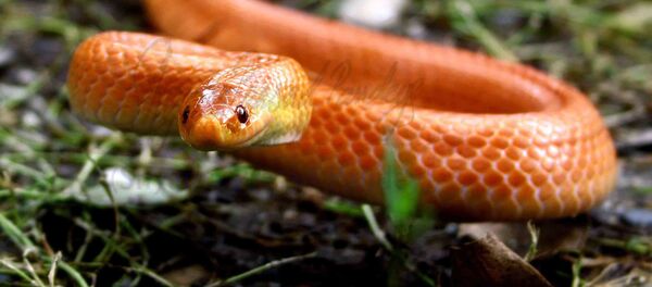 Serpent. Image d'illustration - Sputnik Afrique