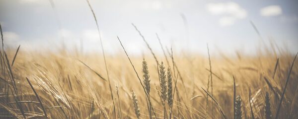 Колосья пшеницы - Sputnik Afrique