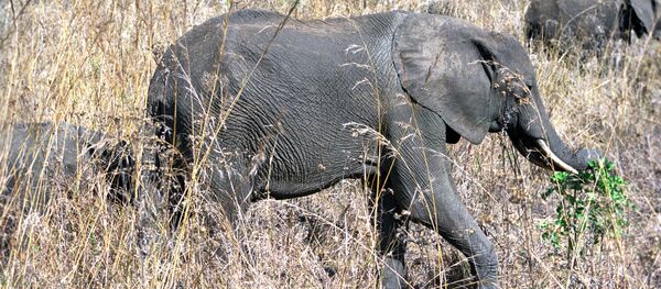 Elephants - Sputnik Afrique