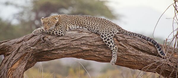 Un léopard - Sputnik Afrique