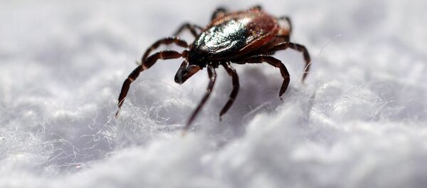 Une tique - Sputnik Afrique