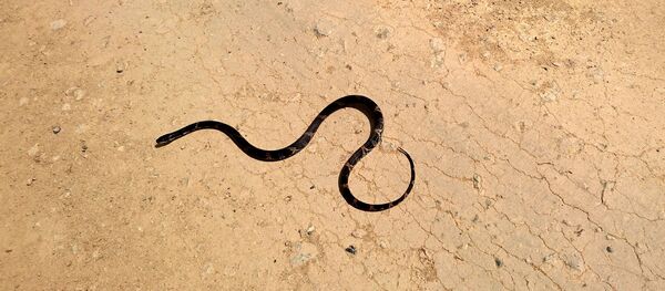 Un serpent - Sputnik Afrique