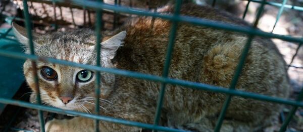 Chat-renard - Sputnik Afrique