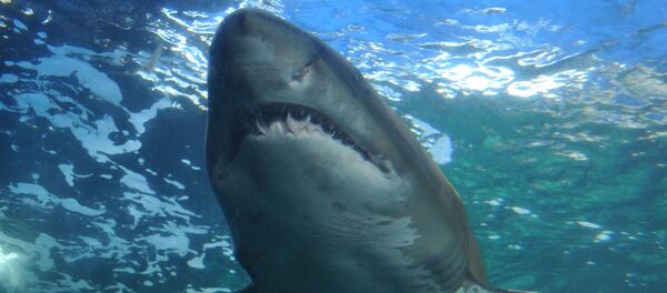 un requin - Sputnik Afrique