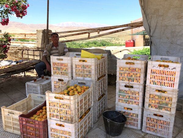 Combattants «pacifiques», tourisme et fruits: avec les réfugiés syriens du Liban sur le plateau du Golan Combattants «pacifiques», tourisme et fruits: avec les réfugiés syriens du Liban sur le plateau du Golan - Sputnik Afrique