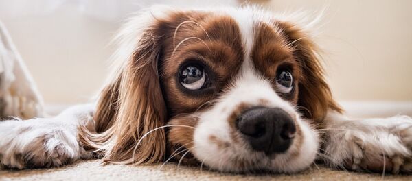 le chien triste - Sputnik Afrique