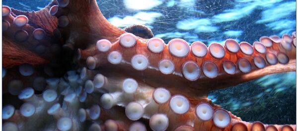 Pieuvre - Sputnik Afrique