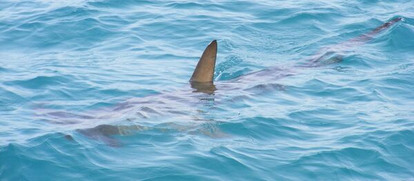 Un requin - Sputnik Afrique