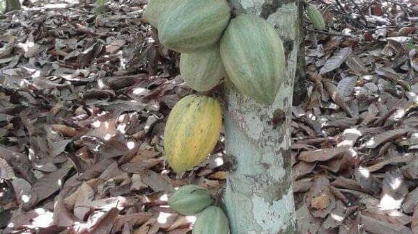 Des cabosses de cacao dans un champ du sud-ouest de la Côte d’Ivoire  - Sputnik Afrique
