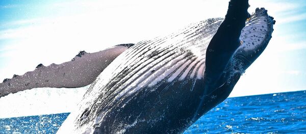 Une baleine - Sputnik Afrique