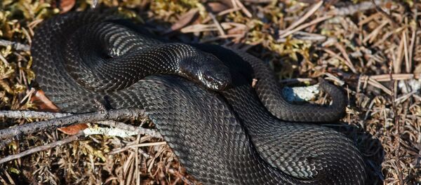 Serpent vipère змея гадюка - Sputnik Afrique