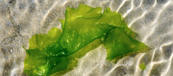 Algue  - Sputnik Afrique