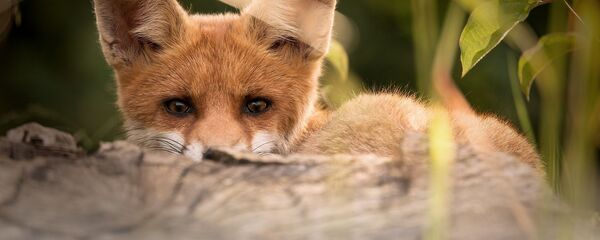 un renard - Sputnik Afrique