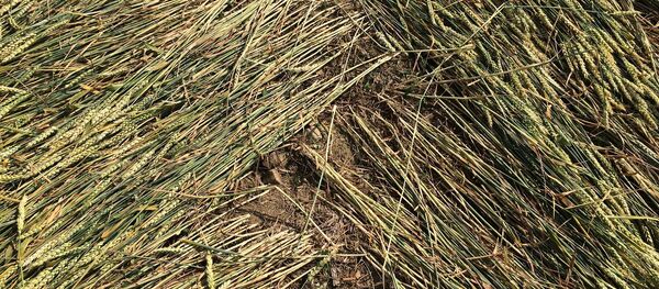 Un cercle de culture - Sputnik Afrique