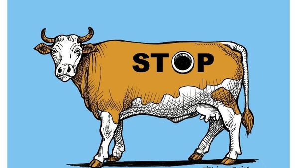 Bien-être animal: les images choquantes des vaches «à hublot» - Sputnik Afrique