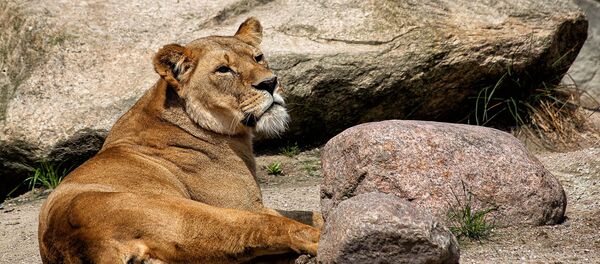 Une lionne - Sputnik Afrique