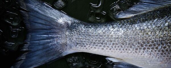 Un poisson - Sputnik Afrique