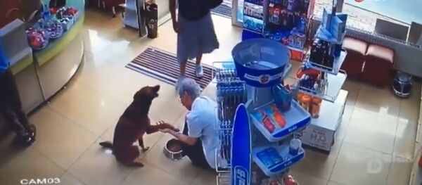 Injured street dog goes to pharmacy to seek help
 - Sputnik Afrique