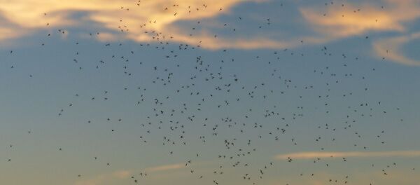 des moustiques - Sputnik Afrique
